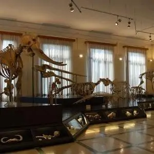 מוזיאון זואולוגיה ברומא