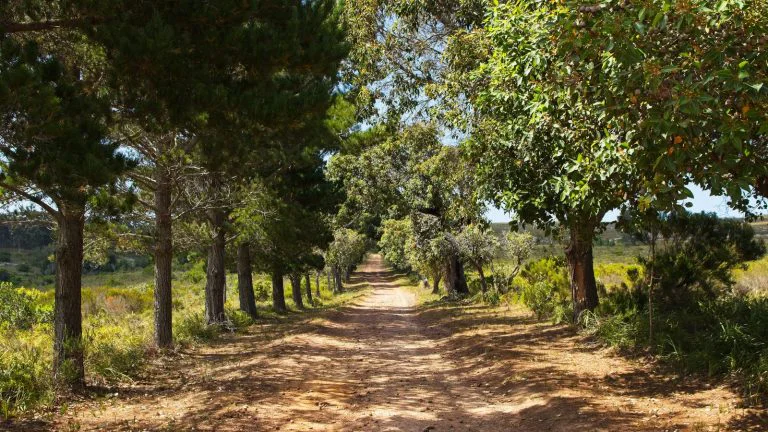 דרך ויה אפיה אנטיקה (Via Appia Antica) - דרך אבן עתיקה בין שדות ירוקים ברומא